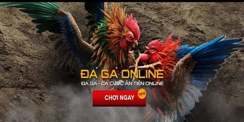 Giải đáp câu hỏi thường gặp khi truy cập đặt cược đá gà U888